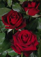 Black Magic rose plant